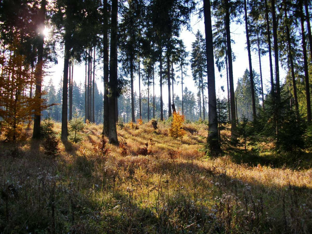 Ferienwohnung Arnika Inklusive Waeschepaket Braunlage Exteriör bild